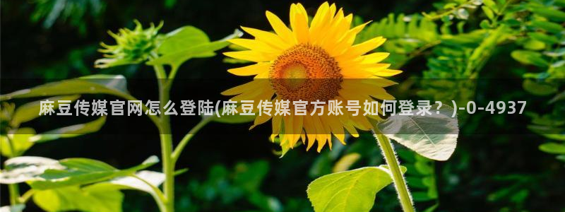 麻豆传媒直播app官网
